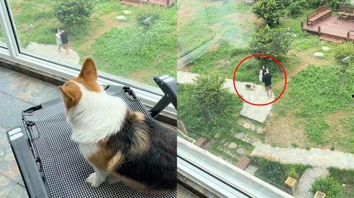 狗主人吃瓜群众,狗主人视角下的吃瓜群众众生相