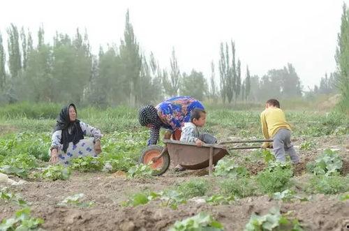 吉林沙漠吃瓜群众是谁