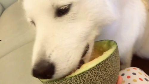 吃瓜群众专业啊,揭秘娱乐圈幕后真相