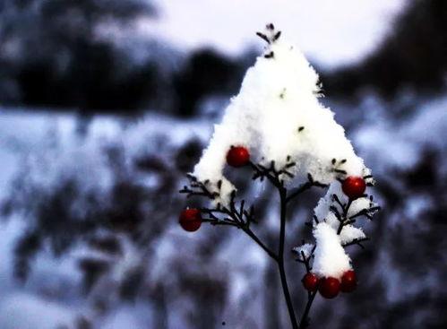 雪下的时候吃瓜群众,冬日里的独特风景线”